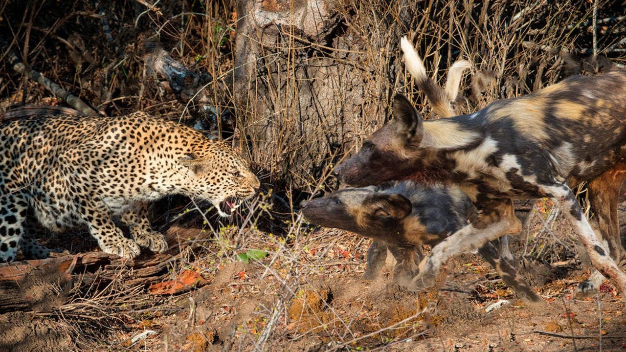 Leopard vs Wild Dogs in survival battle - YouTube