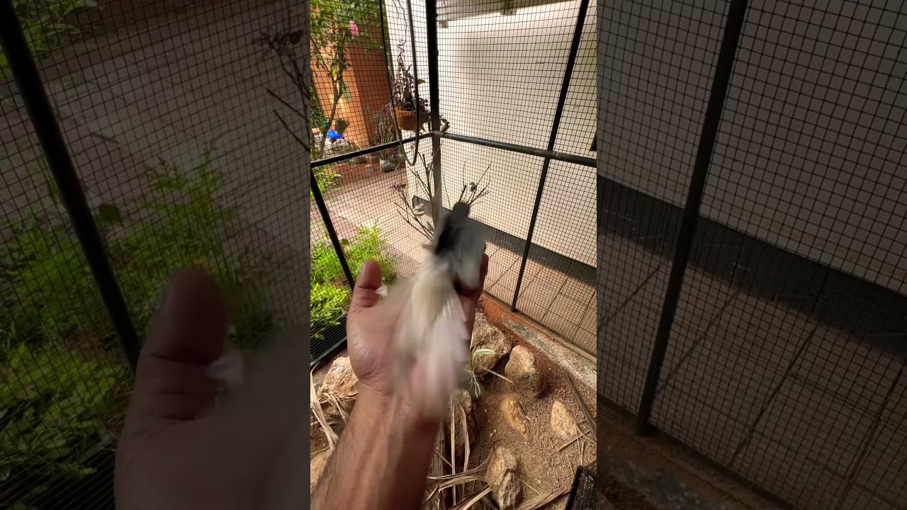 Releasing silver diamond dove into the aviary!!! 🕊️🕊️❤️. 