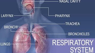 Download Lagu Anatomy and physiology of Respiratory system MP3 Download Lagu Anatomy and physiology of Respiratory system MP3