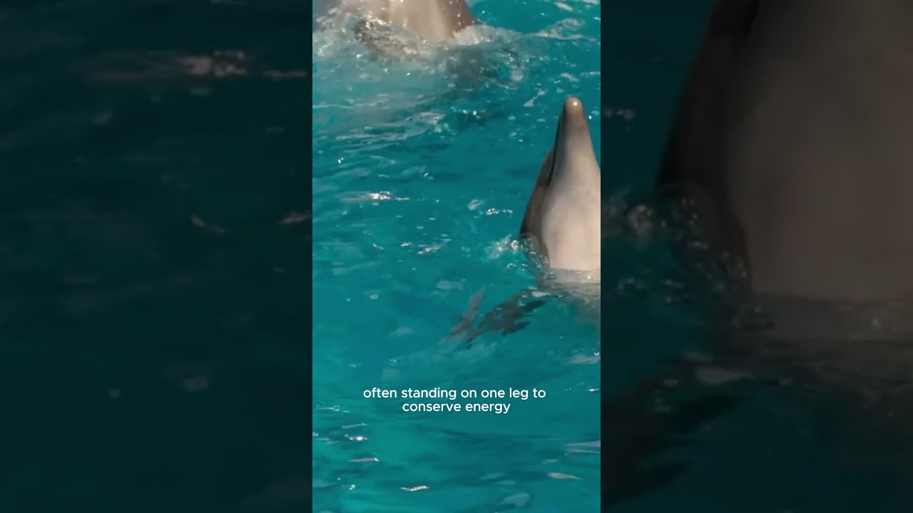 "Enchanted Waters: The Waverly Fish Dance" 