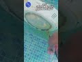 See yellow algae on pool light| @PoolWala