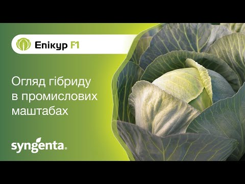 Капуста Епікур F1 — унікальний колір та бездоганне зберігання