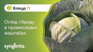 Капуста Епікур F1 — унікальний колір та бездоганне зберігання
