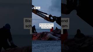 Das letzte Kapitel von Buckelwal Timmy