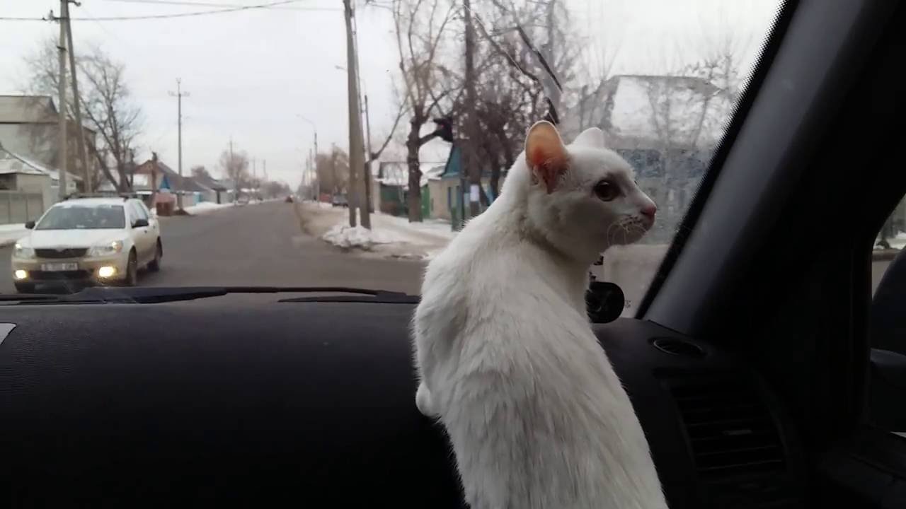 Кота тошнит в машине