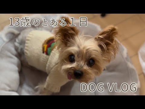 ユニコーン☆ヨークシャテリア☆ユニコーンに乗ったヨーキー☆ぷっくりぷっくりバッグ Amazon｜ヨークシャー・テリア ヨーキー 犬柄 エコバッグ