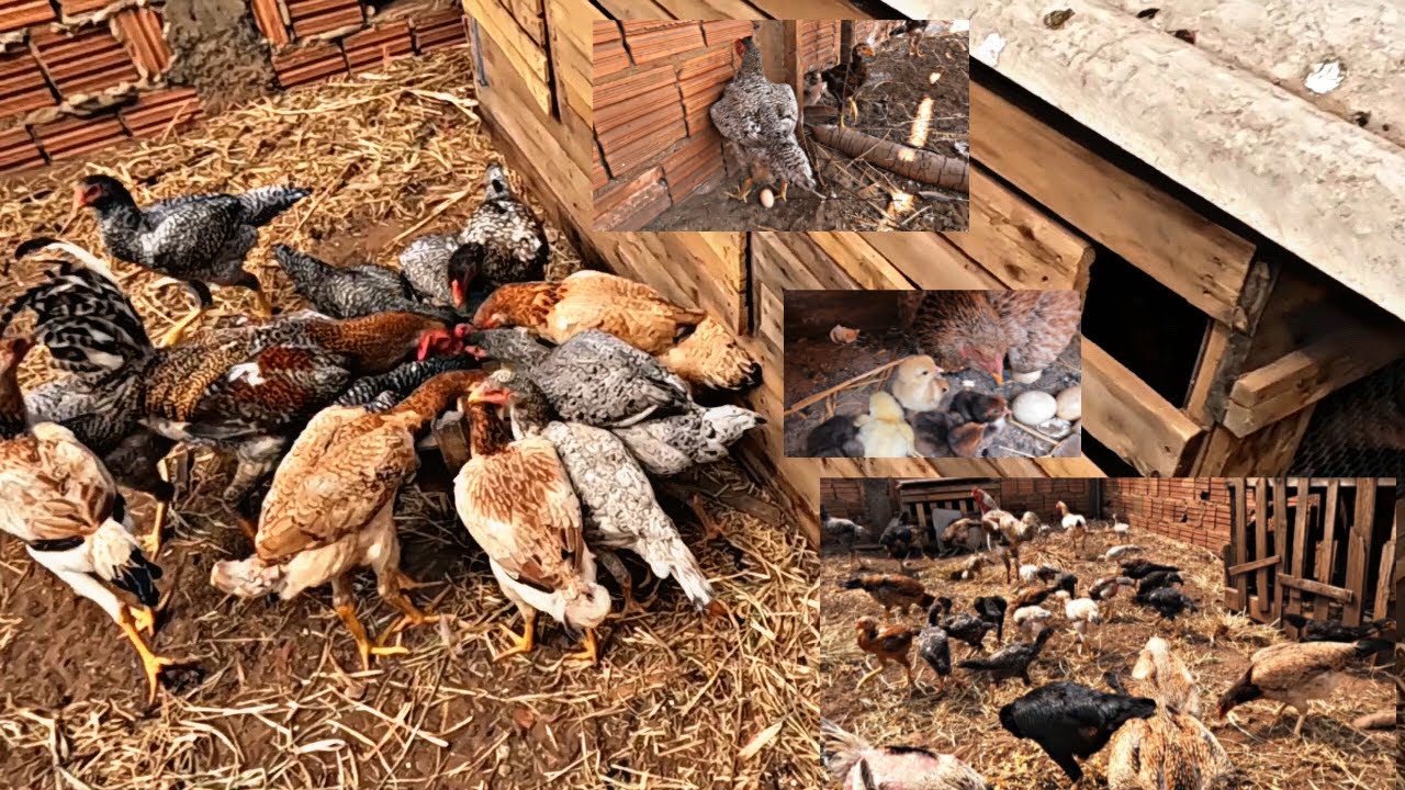 TUDO ISSO AQUI SAIU POR R$142 / RAÇÃO DE CRESCIMENTO + MILHO PARA GALINHAS E PINTINHOS