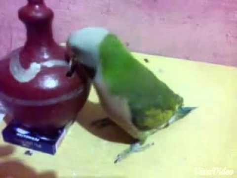 Betet Jawa Red Breasted Parakeet 