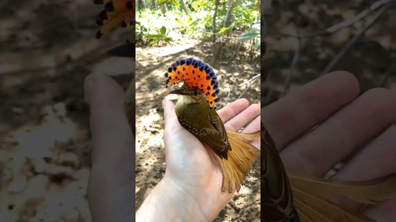 Northern royal flycatcher so beautiful bird. like and subscribe for more vedios. save🌎