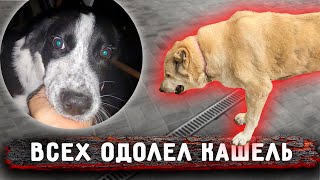 Все Собаки Заболели, Я В Шоке. Вольерный Кашель. Откуда Он Взялся?