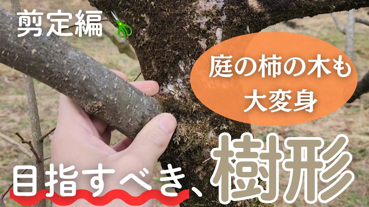 庭の柿の木も大変身！目指すべき、樹形。