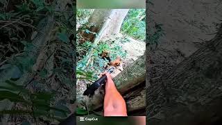 Охота на дикого кабана  Адреналин и выживание в дикойприроде#охота 231#кабан #дикойприроды #wildlife