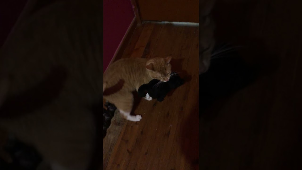 He got his baby 🥰❤️✨😸 