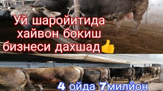 Уй шороитида Мол бокиш бизнеси 4 ойда 7милён даромад дахшад👍 2021 февраль