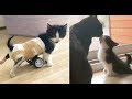 後ろ足が動かせなかった保護子猫に、手作りの車椅子をプレゼント。元気いっぱいに走り続ける姿に胸が熱くなる【感動する話】
