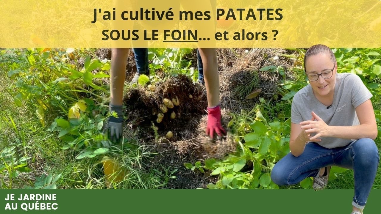 J'ai testé la culture de pommes de terre SOUS FOIN... Voici ce qui s'est passé! 😱