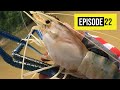 SUNGAI INI UDANG GALAHNYA BESAR BELAKA! | Shrimp Fishing