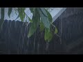 Natural Rain for Deep Sleep | Gentle Rain on Tin Roof | Best White Noise | Rain No Thunder 🌧️