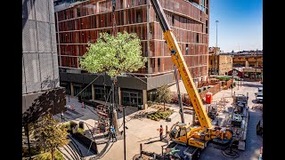 Opening film Tree of Ténéré, Dallas, Texas | by DRIFT