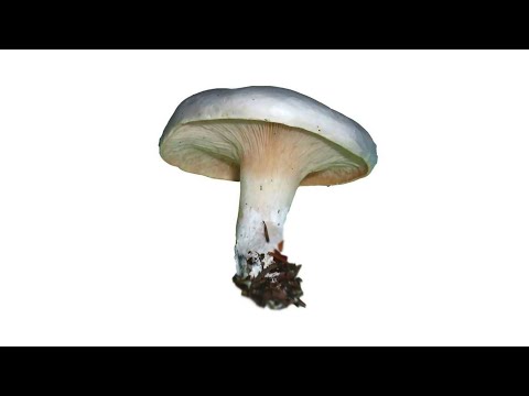 Ивишень
