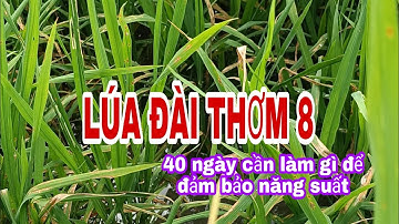 Lúa đài thơm 8 giai đoạn 40 ngày cần phải làm gì để đảm bảo năng suất | lê chung vlog