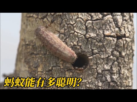 蚂蚁为喝到鲜榨果汁，圈养了一只会挤果汁的毛毛虫，动物纪录片