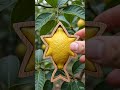 Star Lemon Drop ⭐ Nature's Magic