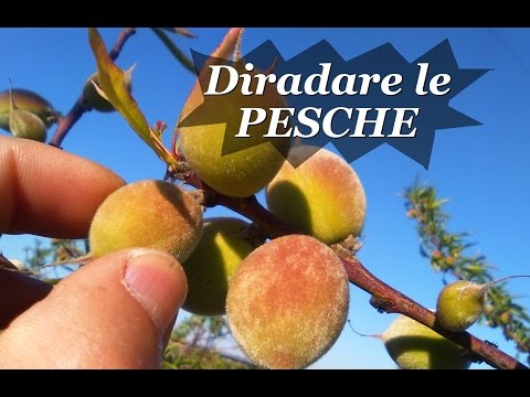 DIRADARE LE PESCHE