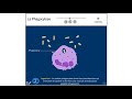 La phagocytose animation biologie en flash