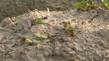 Bắc Giang: Nhiều diện tích lạc xuân bị chết rút tại huyện Lục Nam