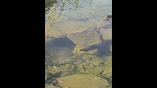 Rock Bass Faces Off  Snake!! Rare Video