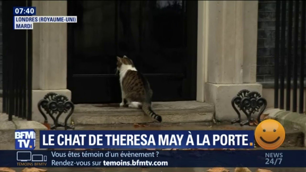 Le Chat De Theresa May Se Retrouve Coince Dehors Un Gardien Intervient Alors Youtube