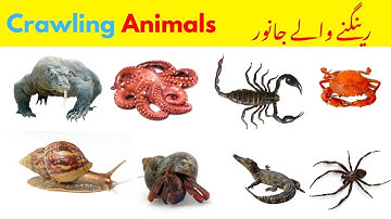 Reptiles Name | Reptiles Name in English | Names of Reptiles #reptilesname