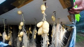 Can Potatoes Be Grown Without Soil?