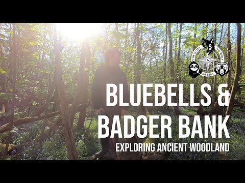 Bluebells and Badger Bank - Exploring Ancient Woodland