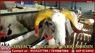 Classic Goat Farm | Best Hai Quality Goats In Bangalore | Isko Bolte Hai Quality | Bangalore Mai