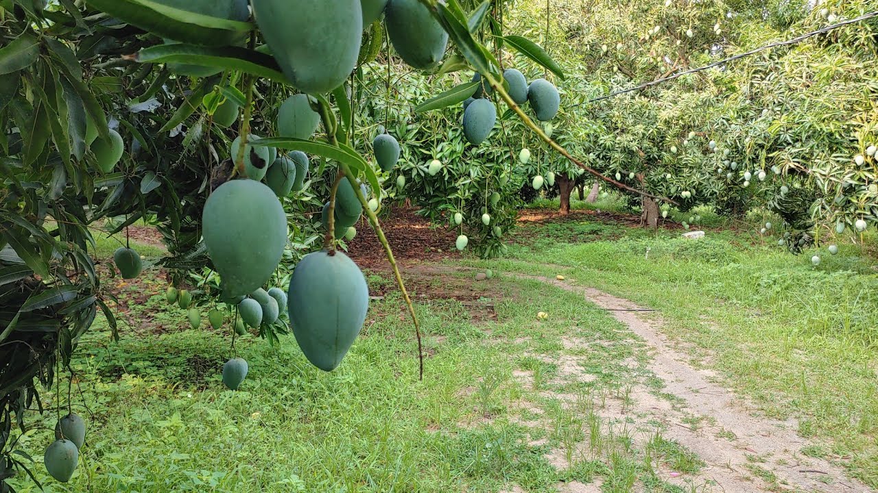 Mango farm #Chittoor #India