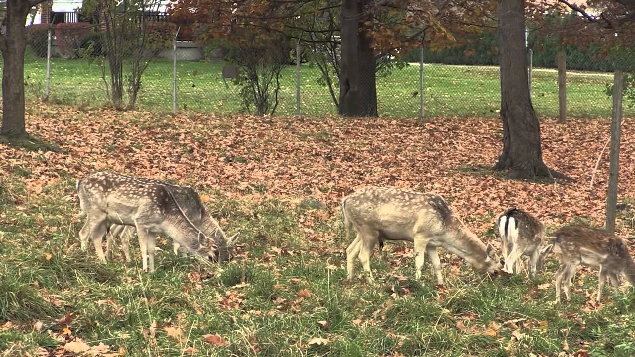 The Visitors Guide to Southern Vermont Bennington Deer Park YouTube