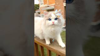 Cat enjoy #funny #cat #viralvideo #cute #shorts #shortvideo #shorts