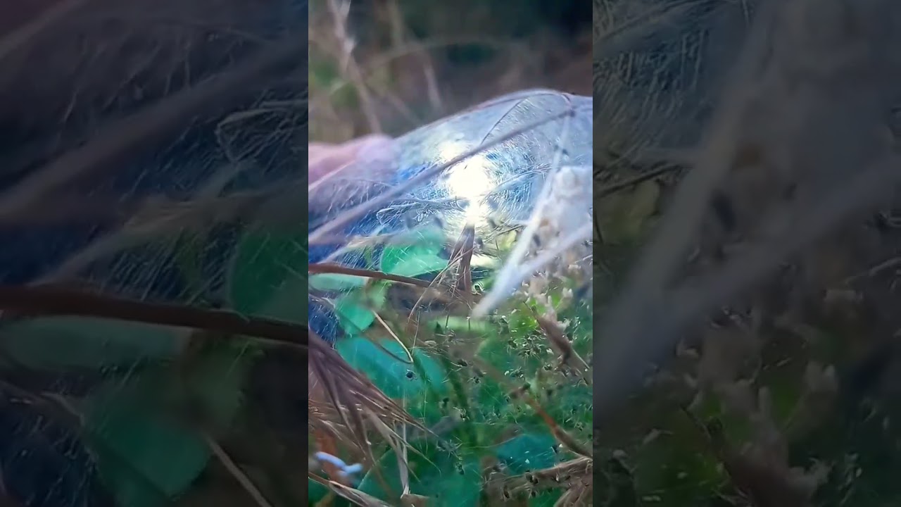 100 Пауков в шаре с паутины: 