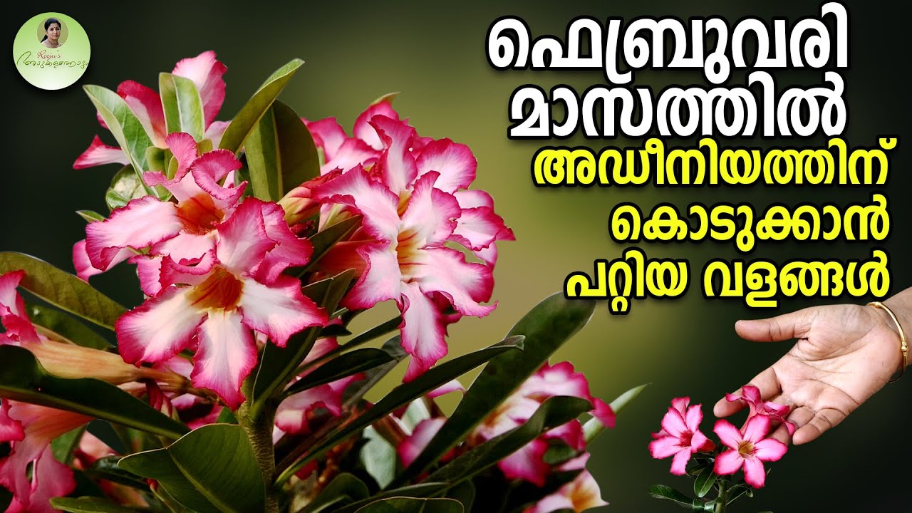 ഫെബ്രുവരി മാസത്തിൽ അഡീനിയത്തിന് കൊടുക്കാൻ പറ്റിയ വളങ്ങൾ | Adenium Care in February #adenium