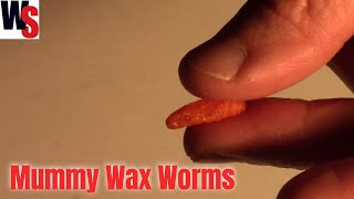 Ice Fishing Crappie Panfish Eurotackle Mummy Worm Wax Worm Bait For Trout Ice Fishing Crappie Panfish Eurotackle Mummy Worm Wax Worm Bait For Trout