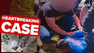 Cat killed with BB gun, man arrested on cruelty charge