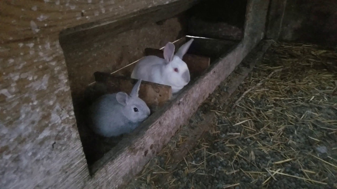 Just some bunny stuff and the quail. YouTube