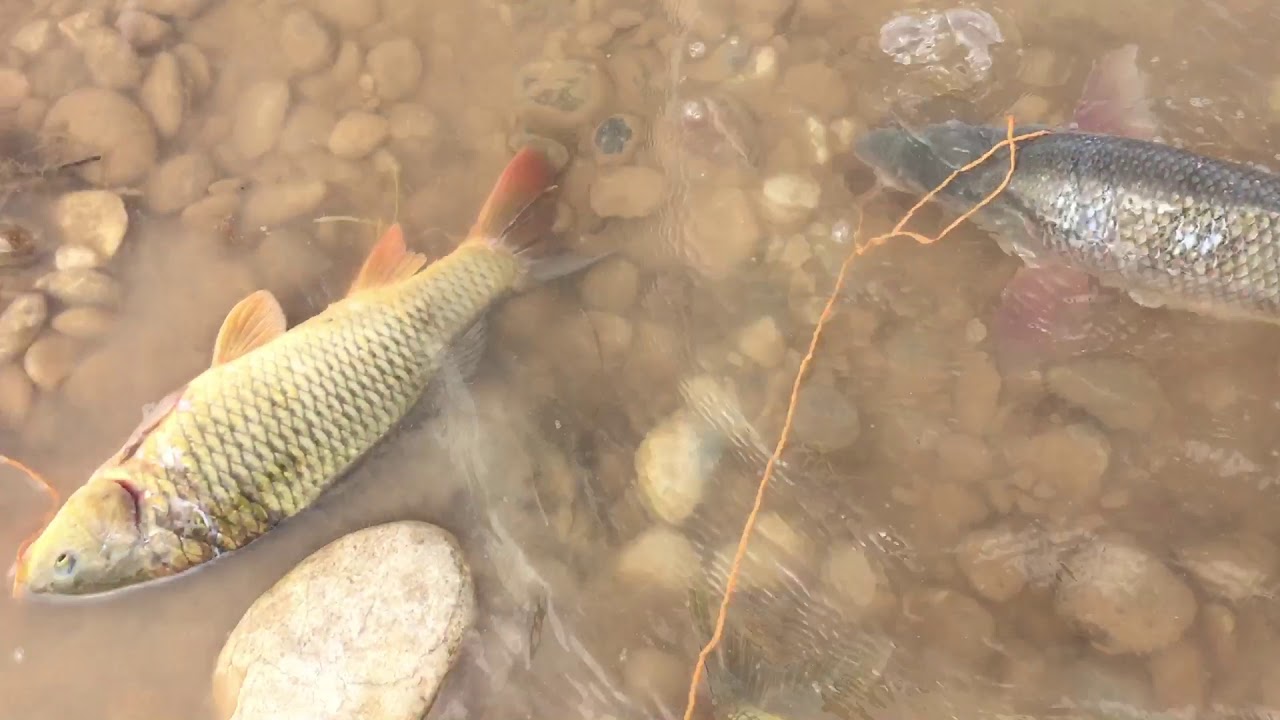 راوى ماسى سنورى موسل