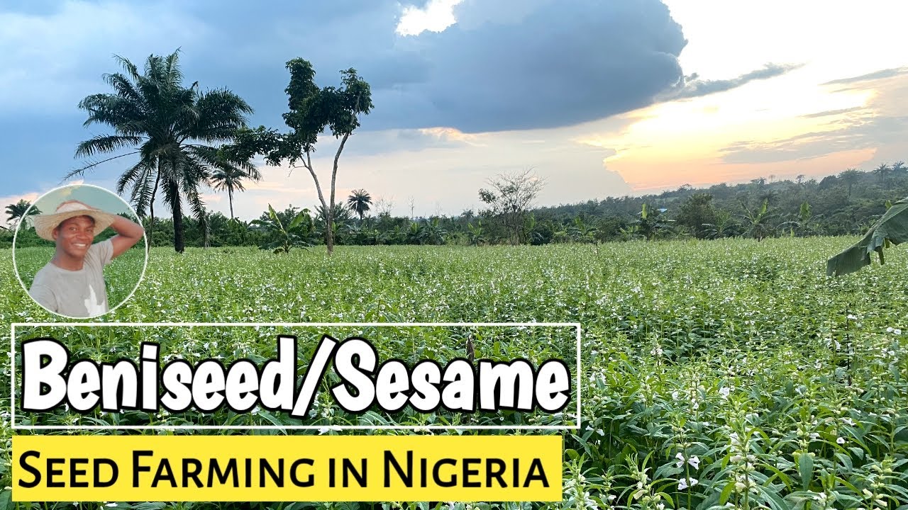 How to grow beniseed || Beniseed farming in Nigeria