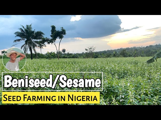 Sesame Seed Planting In Nigeria