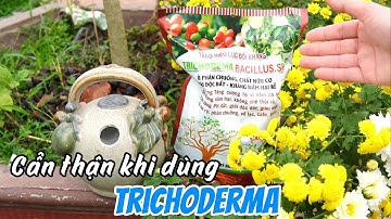 Trichoderma không dùng đúng cách sẽ hại cho cây trồng