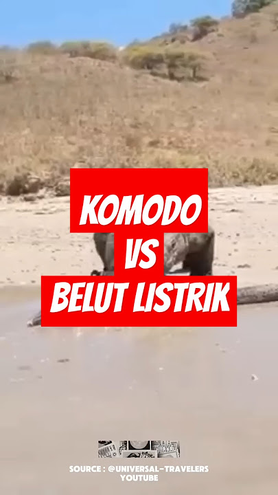 komodo yang memangsa belut listrik  #komodo #makan #brlutlistrik #electriceel #eel #belut