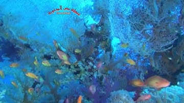 ( سورة الكهف بصوت الشيخ توفيق الصائغ) إنتاج شبكة نبض الدعوية